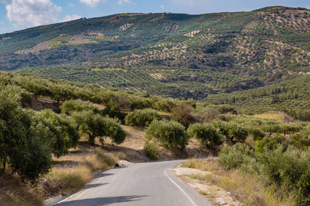希腊克里特岛北部山区橄榄种植