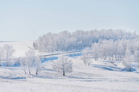 冬景白雪田，冬白林