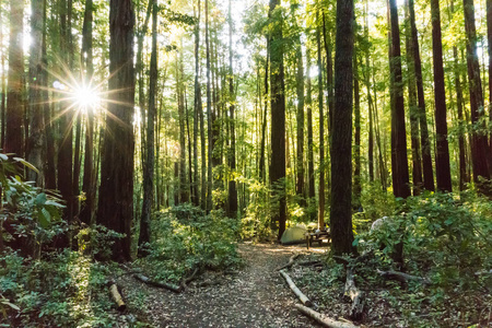 阳光透过茂密的红杉林的树冠过滤下来