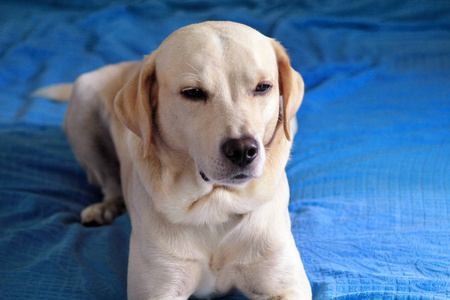 狗在家休息。 黄色拉布拉多猎犬的照片，摆姿势，躺在床上拍照。 可爱的拉布拉多享受和休息在蓝色床上的肖像在镜头前。