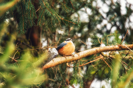欧洲知更鸟冬天独自坐在树枝上