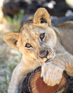 困倦可爱的狮子幼崽躺在树上与其他狮子幼崽野生动物非洲婴儿动物放松在津巴布韦