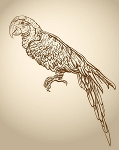 手绘素描复古异国情调的热带鸟鹦鹉金刚鹦鹉。矢量插图隔离对象