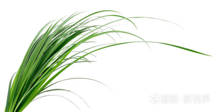 白色背景下的长叶绿草