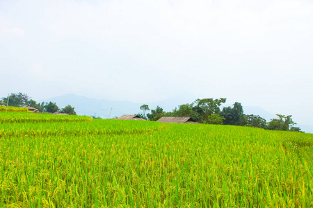 梯田上的稻田。 田地准备种植水稻。 禁止彭惠安黄素菲哈江省。 越南北部
