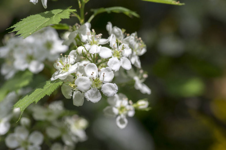 春季花白色的观赏花乔木，花枝开放的中国山楂