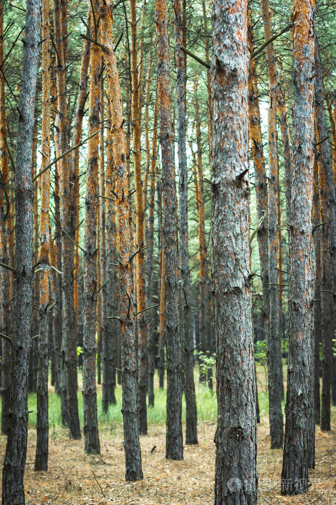 针叶树树干纹理为背景. 无缝的抽象
