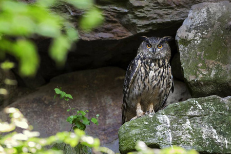 鹰鹰坐在岩石上，看着摄像机