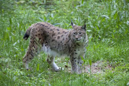 大自然中可爱的野猫特写