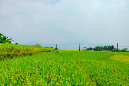 梯田上的稻田。 田地准备种植水稻。 禁止彭惠安黄素菲哈江省。 越南北部