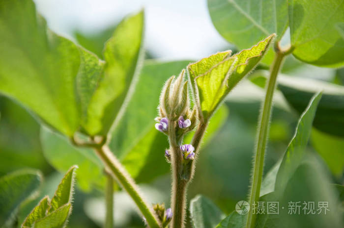 大豆植株上大豆的花序 有花的大豆植物的茎从大豆田向天空延伸 照片 正版商用图片13gv8g 摄图新视界