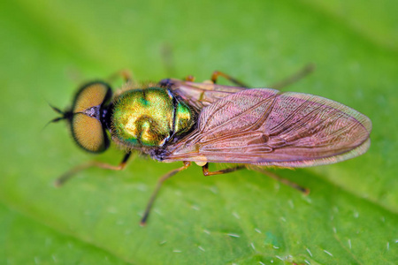 福尔马酸氯菌小蝇天然堆. 室外双翅目,自然光照片