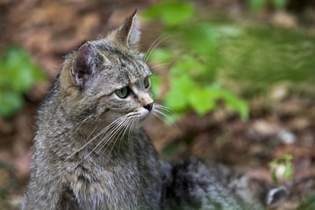 大自然中可爱的野猫特写图片