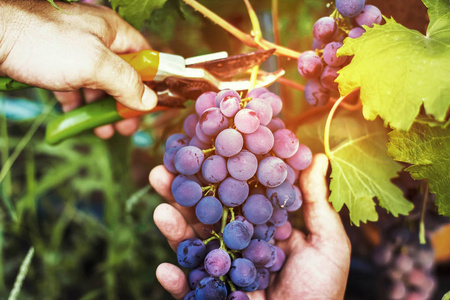 在葡萄园附近的葡萄上收获成熟的葡萄红酒葡萄。 农民们接受新鲜收获的黑葡萄。