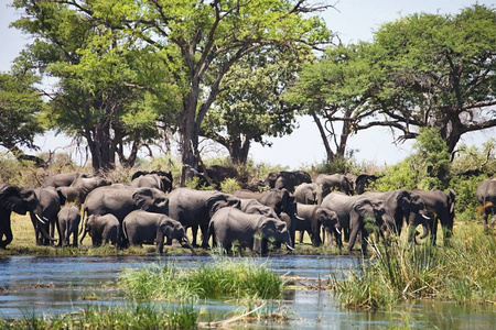 纳米比亚bwabwata国家公园的马蹄形水孔大象