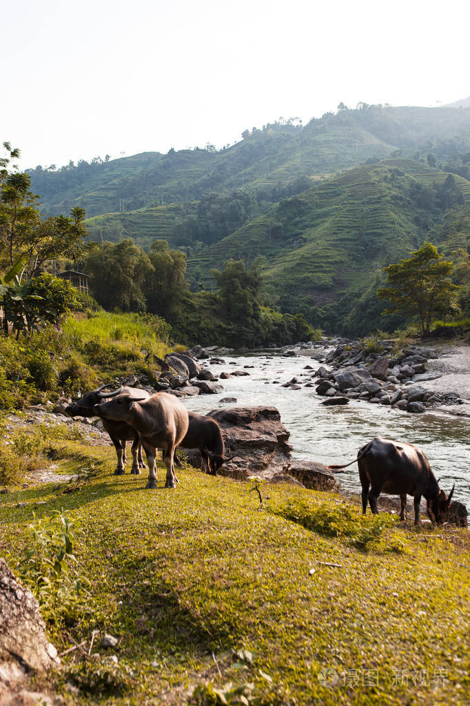 越南河上的水牛