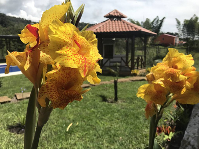 乡间房子花园里的花