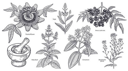 Sage图片 Sage素材 Sage插画 摄图新视界 Sage图片 Sage素材 Sage插画 摄图新视界