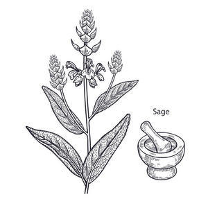 现实的药用植物鼠尾草砂浆和杵。 老式雕刻。 矢量插图艺术。 黑白的。 手绘。 替代医学系列。