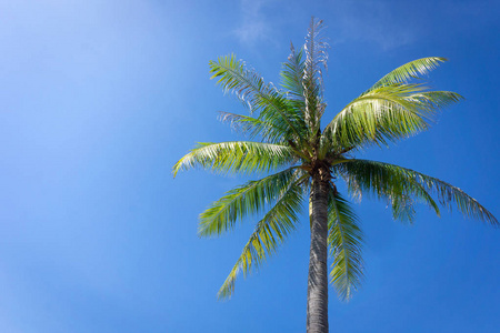 棕榈树或椰子树对蓝天。