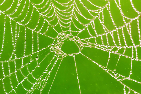 雨中布满水滴的蜘蛛网，绿色的抽象背景