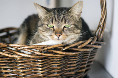 国内大理石猫柳条篮，眼神交流，可爱搞笑的猫咪脸，迷人的酸橙眼