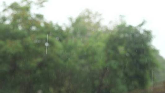 浇上热带雨。绿色树木背景下的雨滴