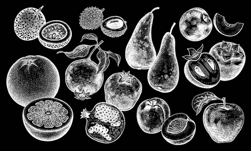 浆果和水果套。 现实西柚桃石榴苹果梨柿子油桃西番莲荔枝分离。 手绘。 古董。 黑板上的白色粉笔。 矢量。