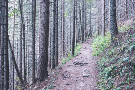 斯洛伐克塔特拉山徒步旅行