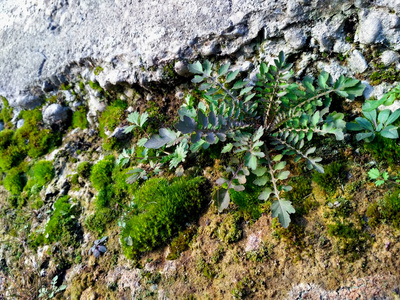 粗糙苔藓混凝土墙面，圆形绿植