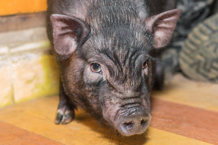 可爱的小黑猪头靠近. 生猪养殖照片