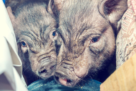 越南锅腹猪。 两只小猪的头。 生猪养殖
