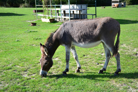 棕色的驴吃家中的驴子在绿色的草坪上吃草照片