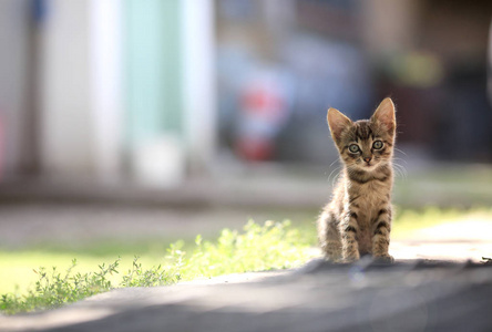 小猫条纹坐在背光里