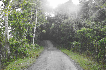 雨天到森林的地方道路