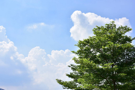 蓝天背景与云。蓝天和美丽的云与草甸树。 夏季海报的平原景观背景。