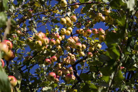 秋天,许多成熟的绿色和红色的苹果挂在苹果树上. 健康水果背景照片