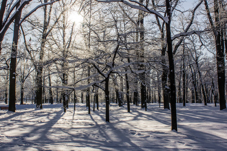 早上，公园里冬天的霜冻景观。 冬季景观。 严霜雪树晴天。 美丽的冬季季节背景。 公园里的冬霜