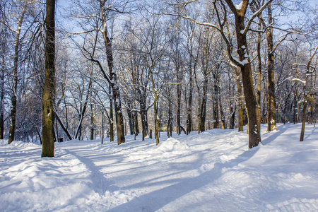 早上，公园里冬天的霜冻景观。 冬季景观。 严霜雪树晴天。 美丽的冬季季节背景。 公园里的冬霜