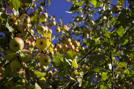秋天，许多成熟的绿色和红色的苹果挂在苹果树上。 健康水果背景