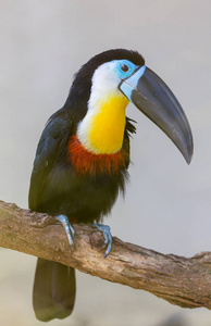 龙骨计费巨嘴鸟, Ramphastos sulfuratus, 鸟大比尔。巨嘴鸟坐在森林的树枝上, 绿色的植被, 尼加拉瓜。中美