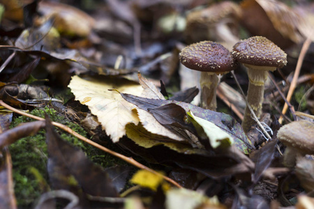 秋叶林蘑菇中的蜜菌或臂菌