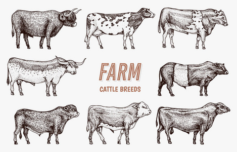 家畜公牛和奶牛。不同品种的家畜。雕刻手绘单色素描。复古线条艺术