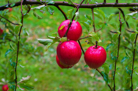 苹果树枝鲜红苹果