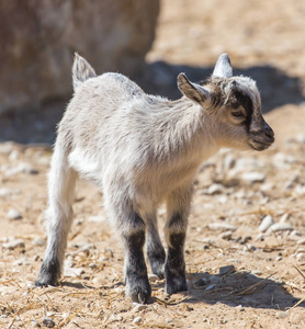 山羊野生动物园小山羊野生生活照片