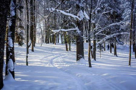 上午冬季霜冻景观在园区..冬季景观。霜冻严重，树木多雪，天气晴朗..美丽的冬季季节背景。公园里的冬霜