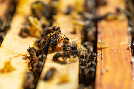 一种文化。蜂巢木架上的蜜蜂。蜂巢中的蜜蜂把花蜜转化为蜂蜜。