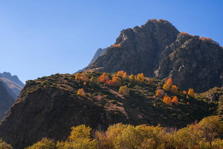 五彩缤纷的秋景在高加索山脉，五彩缤纷的森林在喀斯贝吉，格鲁吉亚。