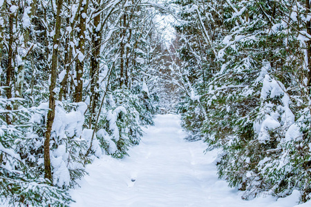 雪背景下的森林