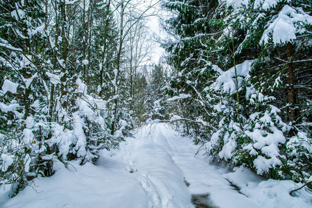 雪中路林.